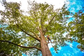 Best Storm Damage Tree Cleanup  in Buzzards Bay, MA