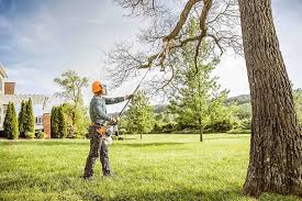 Best Commercial Tree Removal  in Buzzards Bay, MA