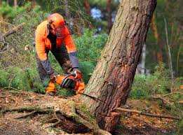 Best Fruit Tree Pruning  in Buzzards Bay, MA