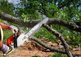 Best Hazardous Tree Removal  in Buzzards Bay, MA