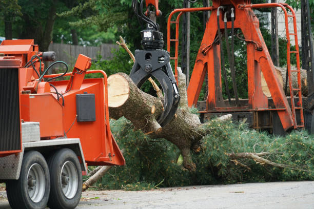 Best Weed Control Services  in Buzzards Bay, MA