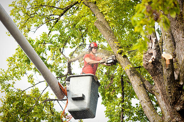 Best Tree Risk Assessment  in Buzzards Bay, MA